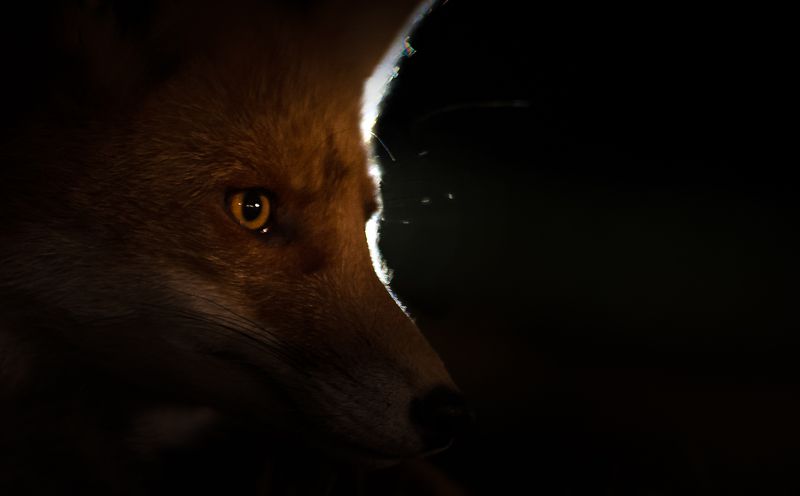 fox, darkness, finland, nature, no_captive Fox in the dark фото превью