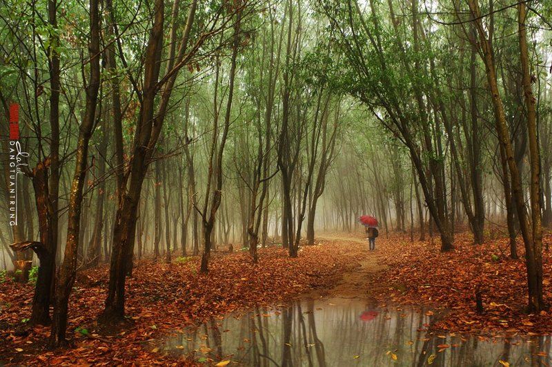 Dang Tuan Trung, Frank Dang Little rain фото превью