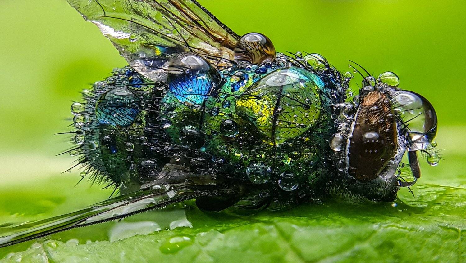 ceclii,macro,note4, Tsvetan Ganev