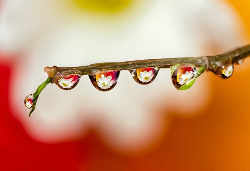 Капли / Raindrops