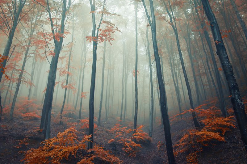 nikon d90 forest фото превью