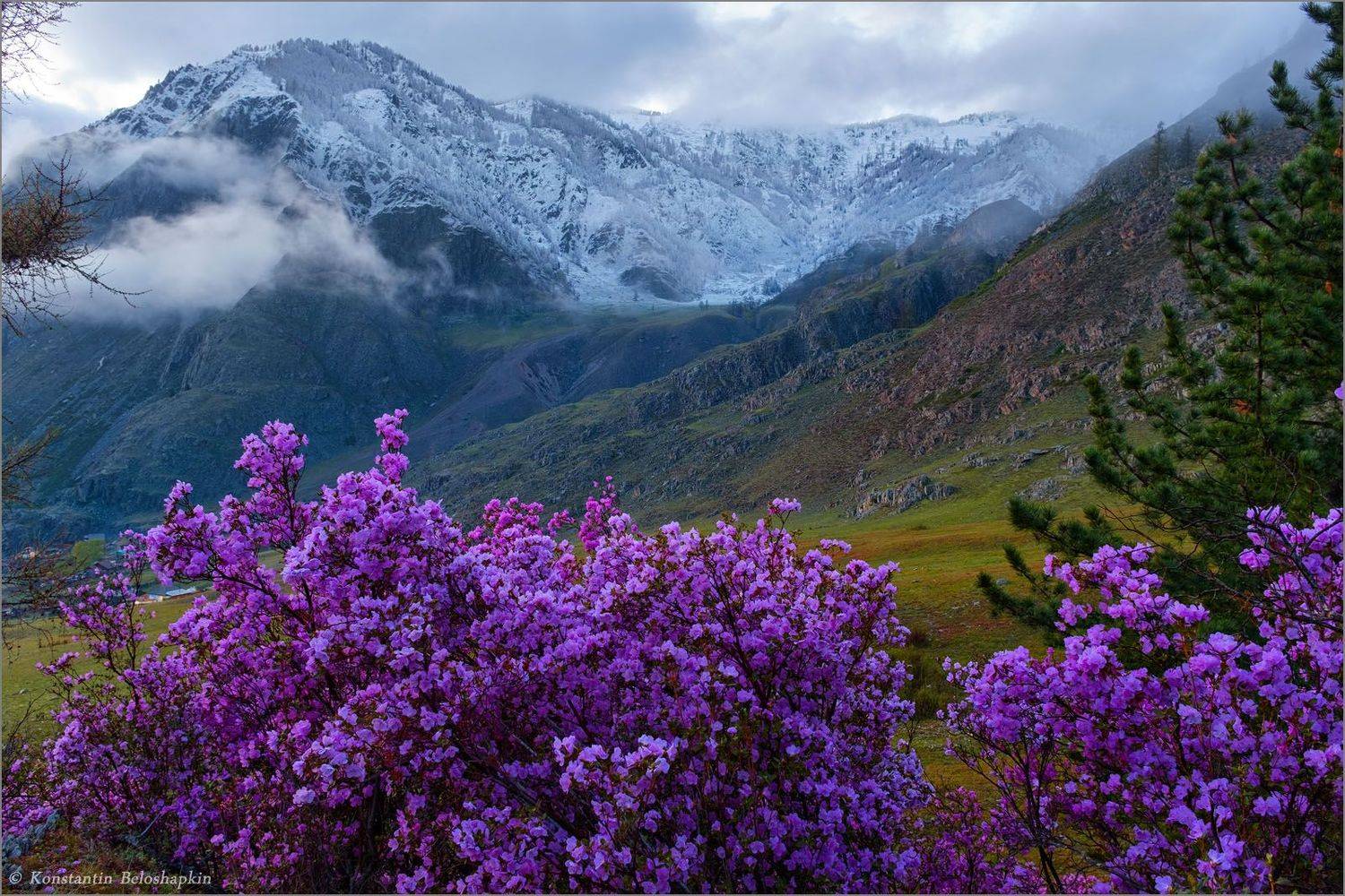 алтай, горы, вечер, весна, рододендрон ледебура, маральник, иодро, Константин Белошапкин