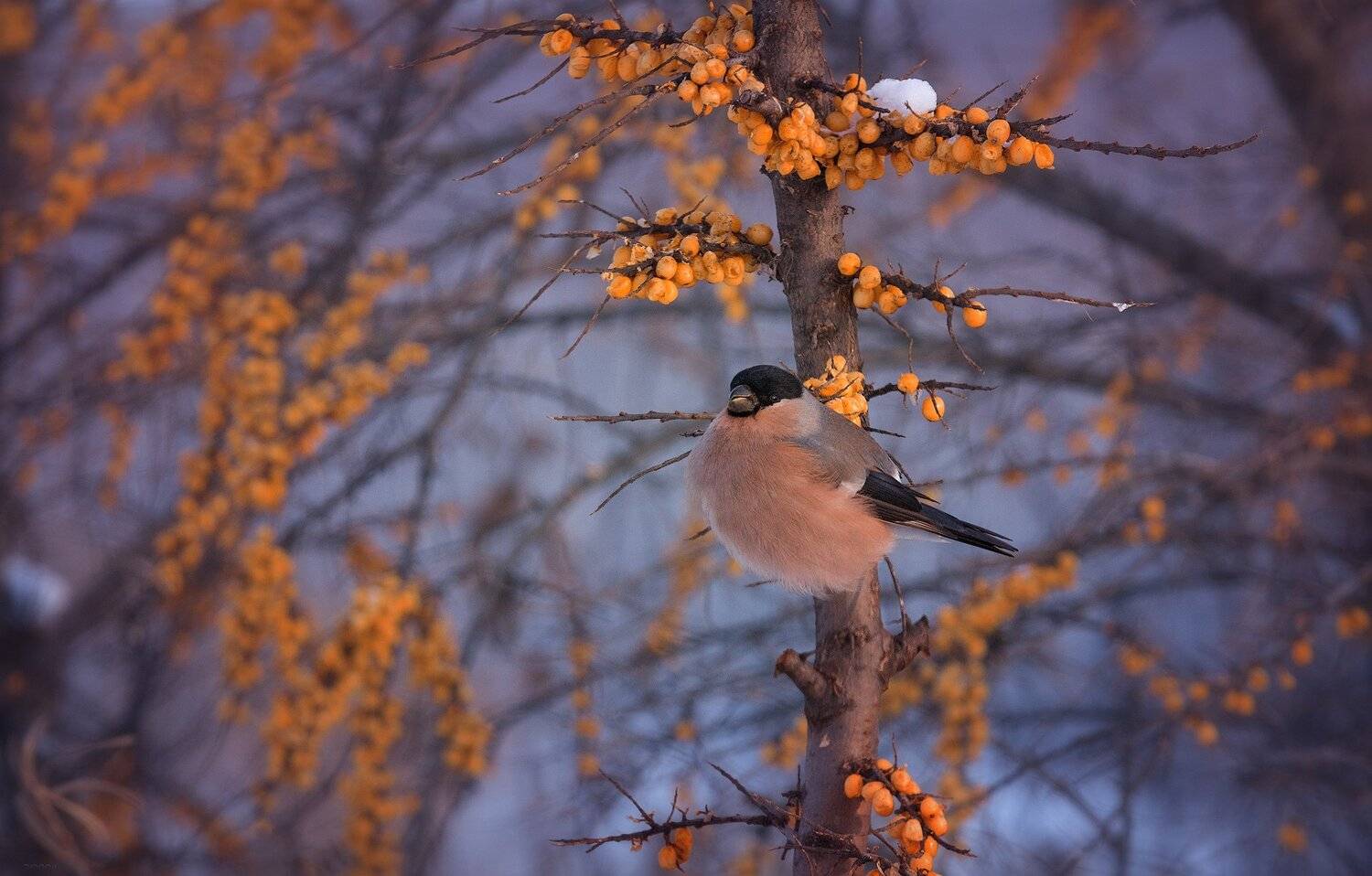 природа, лес, животные, птицы, Дмитрий Посевич