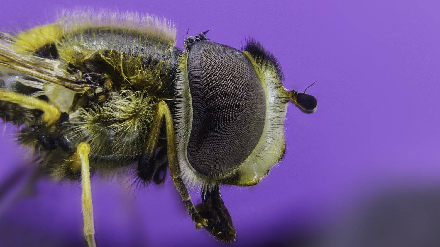 Автор: Tsvetan Ganev ceclii,macro,lgg4, Tsvetan Ganev