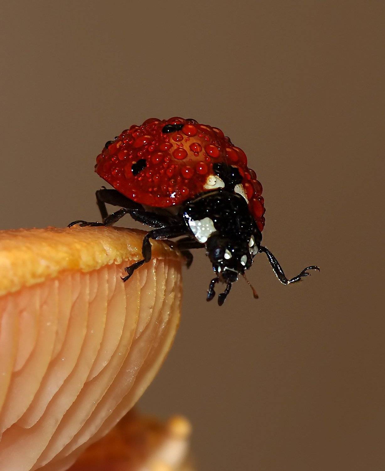 nature, animal, macro, ladybug, drops, water, , Savas Sener