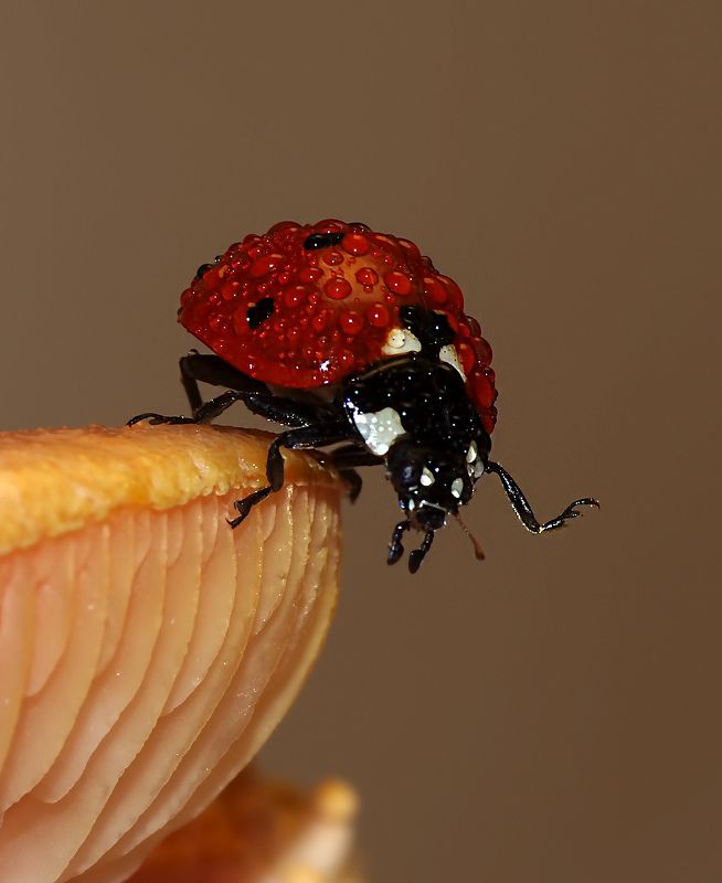 nature, animal, macro, ladybug, drops, water,  drops фото превью