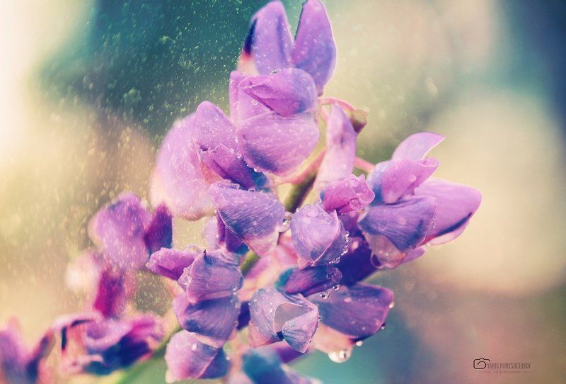 flowers,nature,rain flowers фото превью