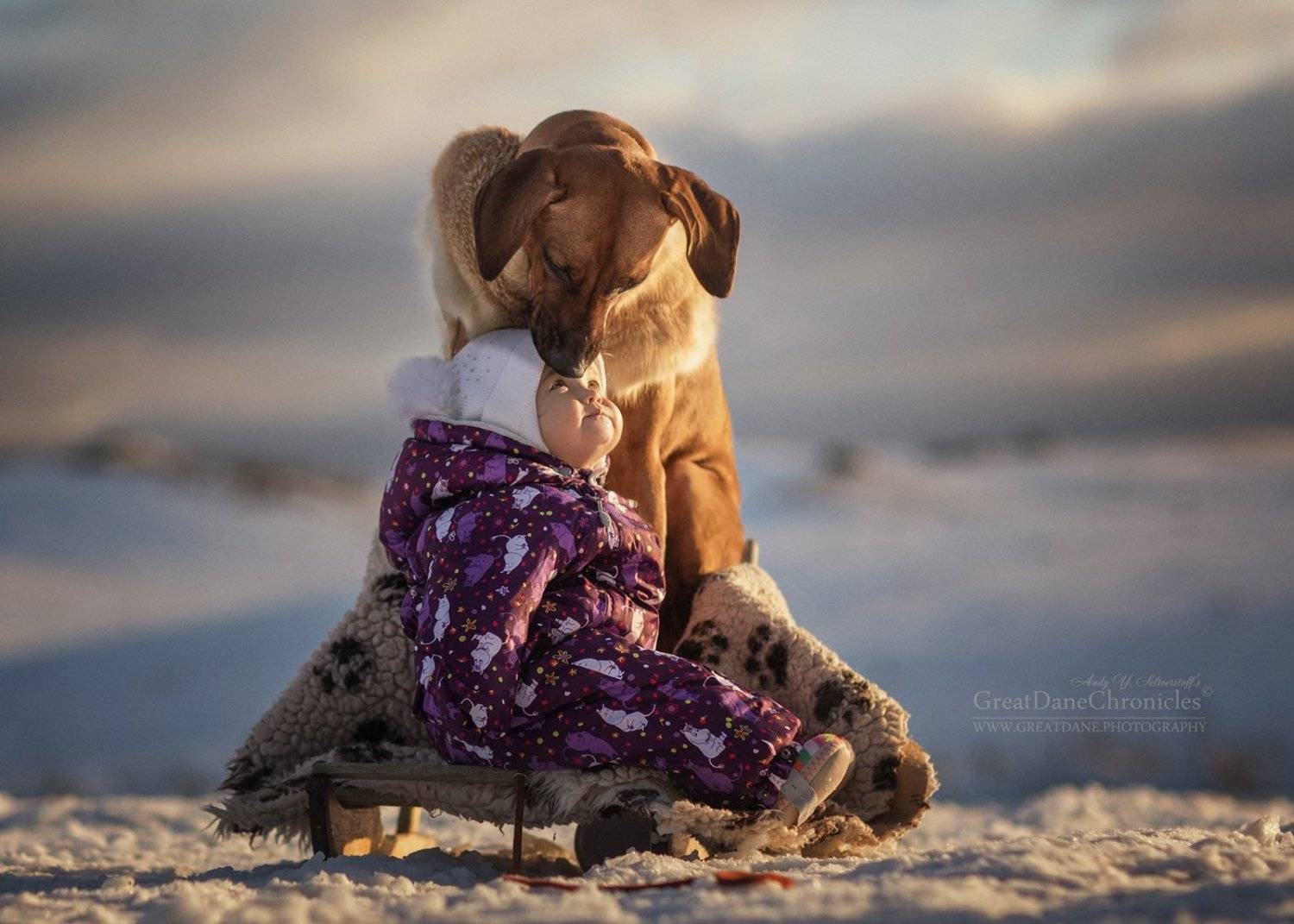 родезийский риджбек, риджбек, собака, ребенок, зима, няня, Андрей Селиверстов