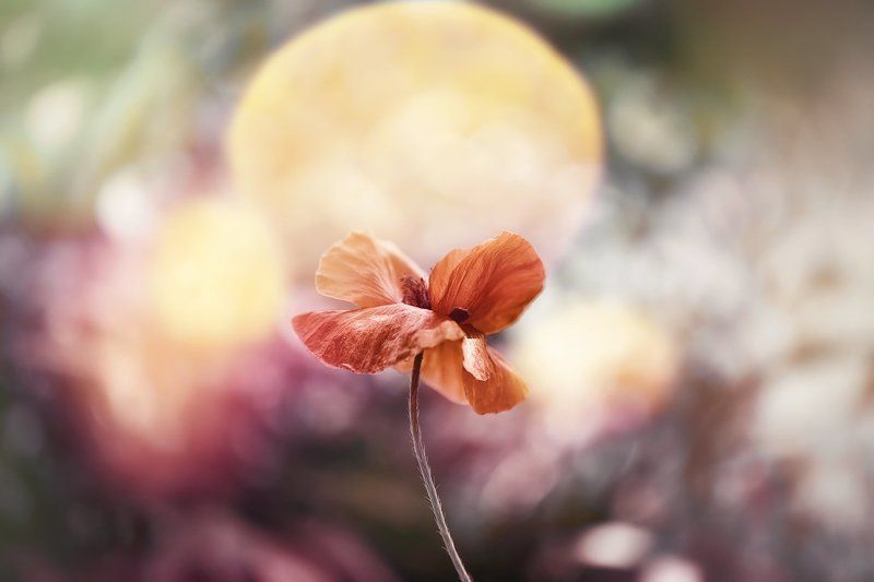 antrisolja,nature,mcro, В сердце каждого из нас  фото превью