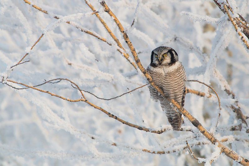 Совиный день фото превью
