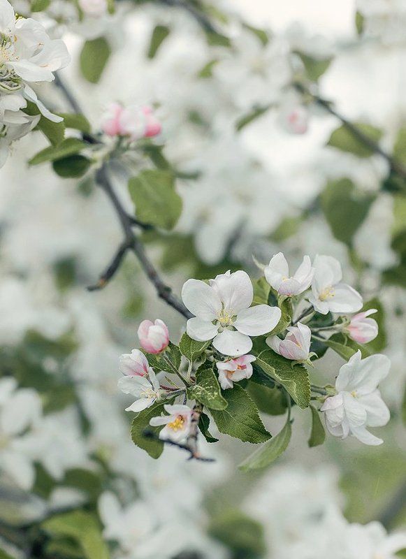 Весна фото превью