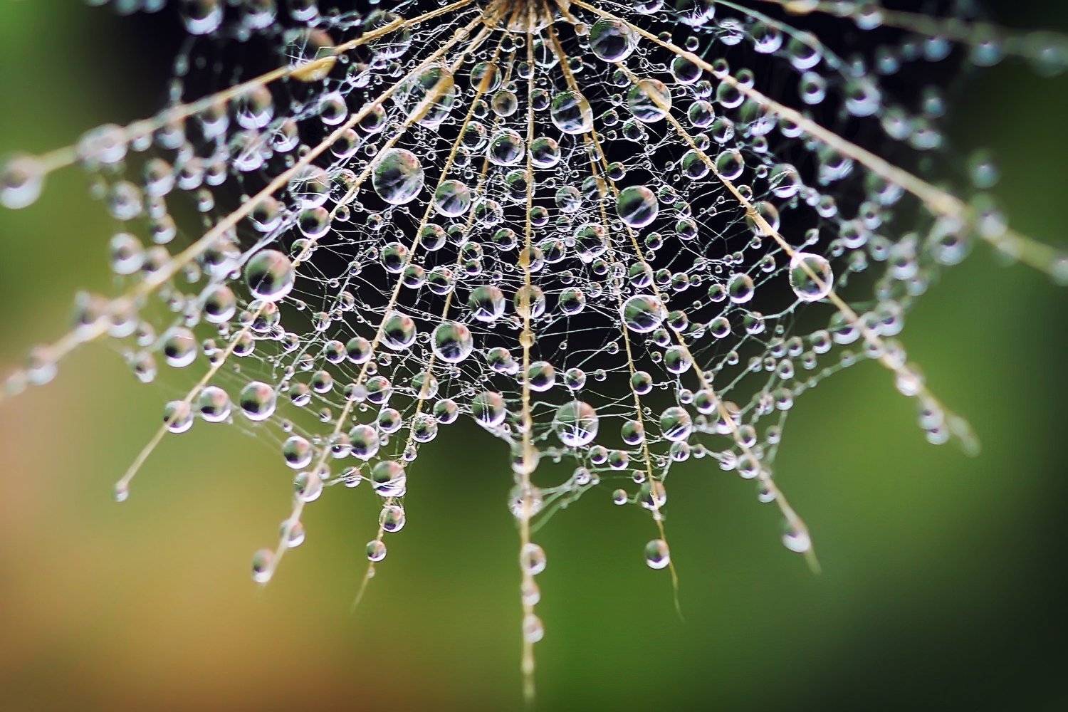 , Юлия Войнич