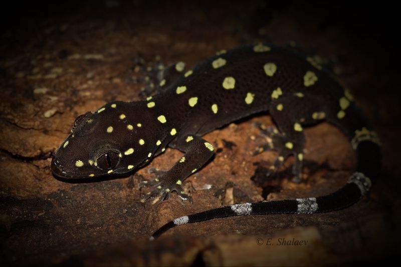 геккон полупалый прашади ,геккон,geckos,lizards,reptilia,ящерица,рептилии,hemidactylus prashadi Геккон полупалый прашади фото превью