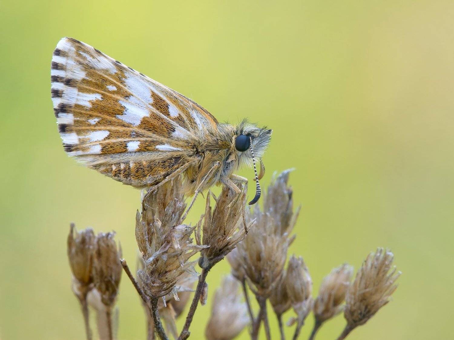 , Кузнецов Дмитрий