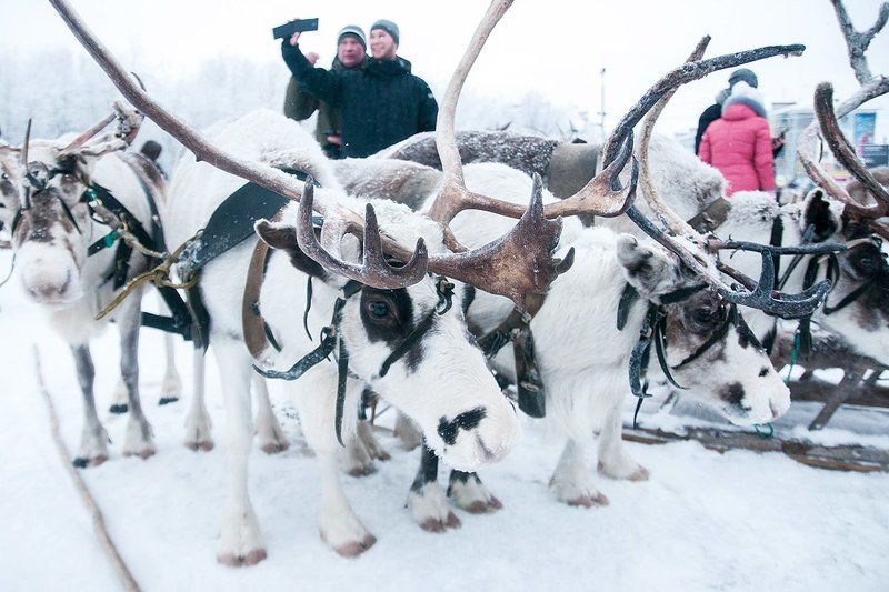 Гонки на оленях  фото превью