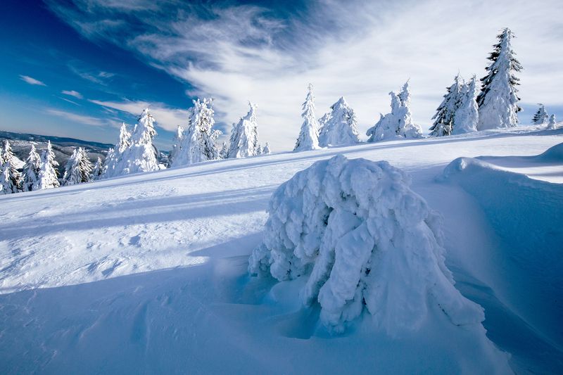 winter,trees,snow,frozen,sky,clouds Alone in winter фото превью