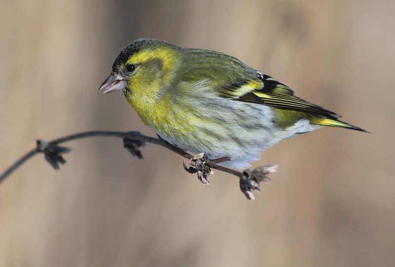 Чиж. фото превью