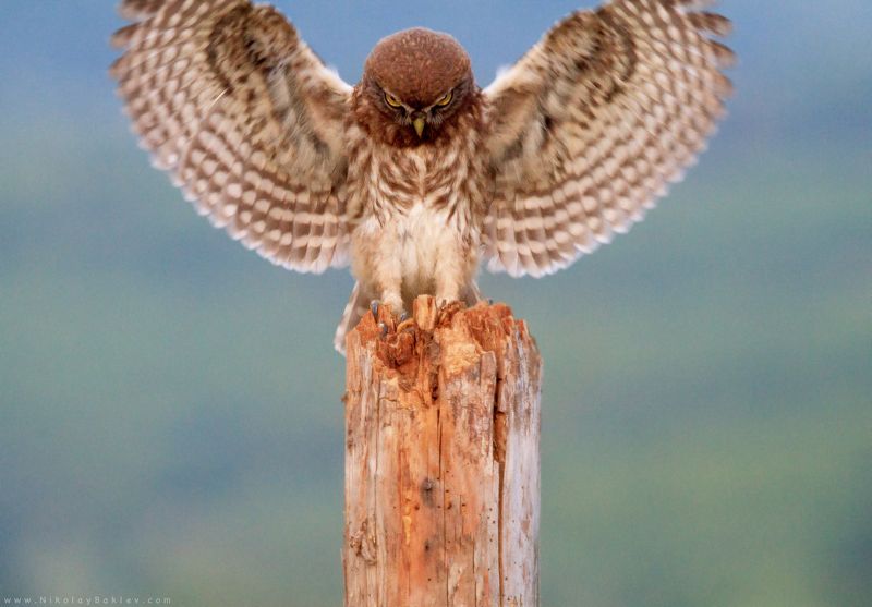 little, Owl, Wildlife, Nature, Bulgaria, Birds, in flight, Little owl фото превью