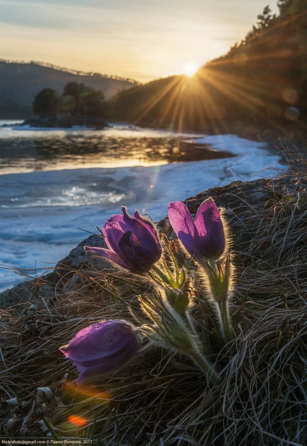 алтай, altai, сибирь, siberia, pavel filatov, павел филатов, закат,  katun, катунь, sun, sunset, солнце, сон-трава, прострелы, пульсатиллы, весна, spring, Павел Филатов