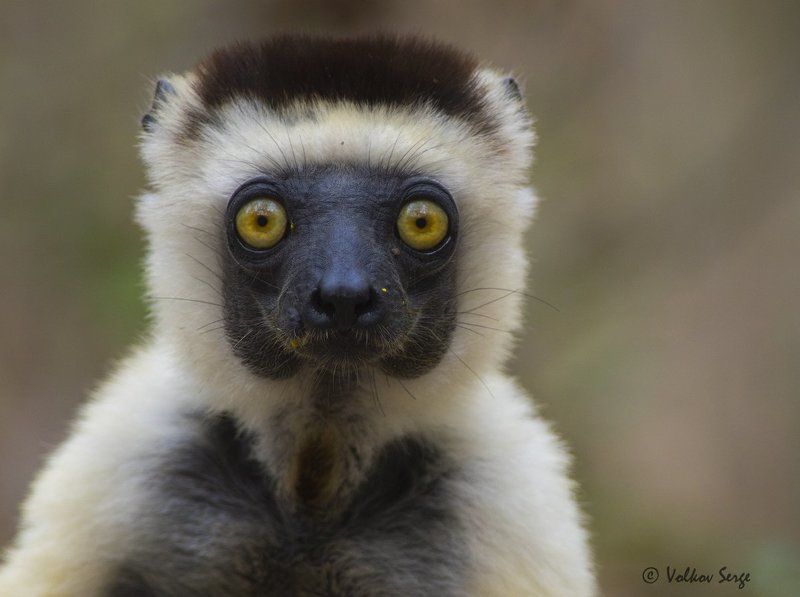 мадагаскар, лемуры, дикая природа, дикие животные, propithecus verreauxi, verreaux\'s sifaka, сифака верро, А глаза такие добрые-добрые.... фото превью