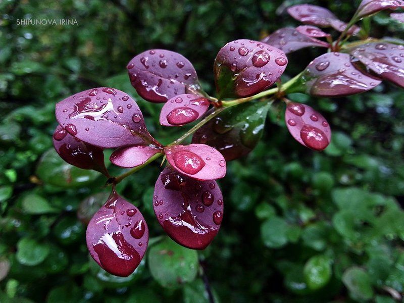 Про капли фото превью