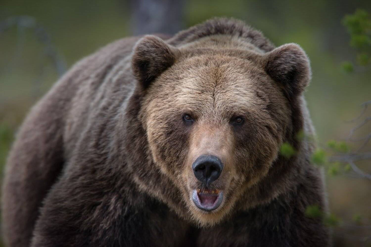 Bear, Finland, Kuhmo, no_captive, Jarkko J&auml;rvinen