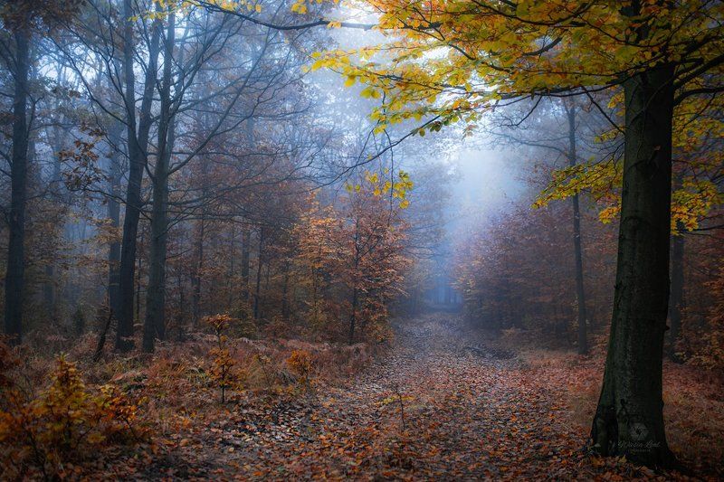 magic forest фото превью