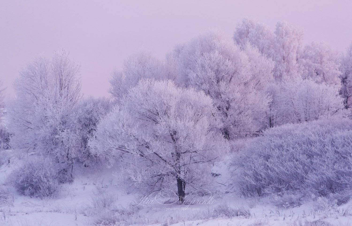 зима, мороз, пейзаж, иней, снег, природа, деревья, в снегу, лес, вечер, закат, розовый, winter, landscape, nature, trees, frost, pink, evening, snow, Юлия Назаренко