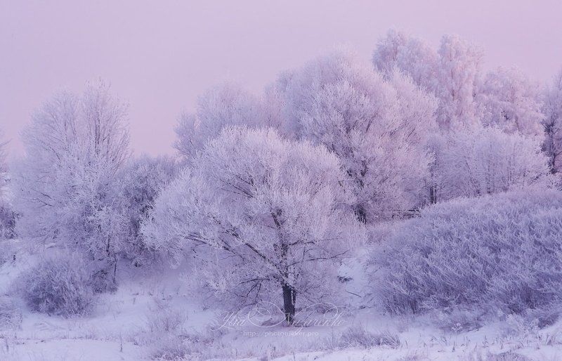 зима, мороз, пейзаж, иней, снег, природа, деревья, в снегу, лес, вечер, закат, розовый, winter, landscape, nature, trees, frost, pink, evening, snow Розовый вечер на Волге фото превью