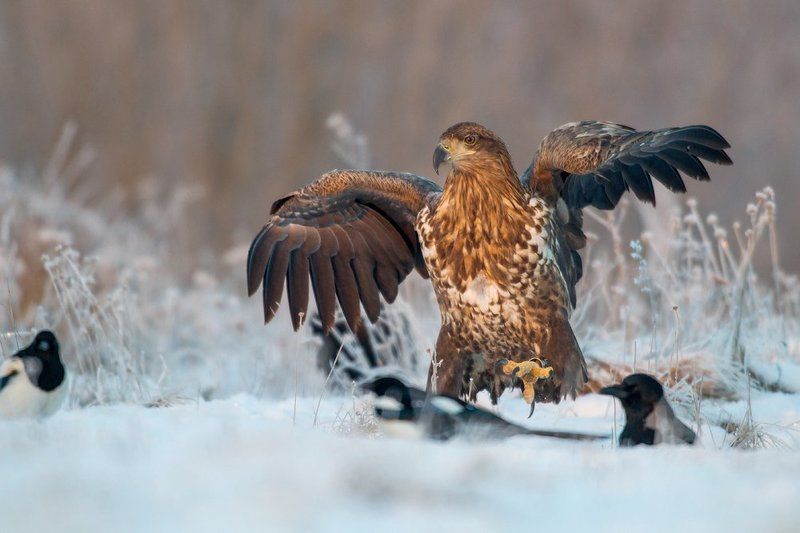 Eagle фото превью