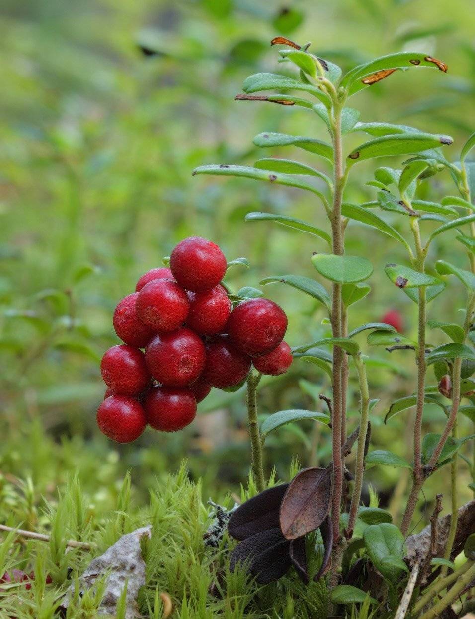 брусника ягода боровика, Юрий Андреев