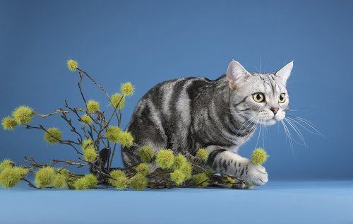 Маркиз. Американский короткошерстный кот - American shorthair cat