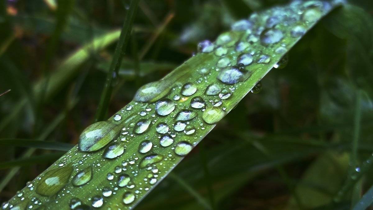 макро, природа, капли, дождь, роса, трава, Сергей Гойшик