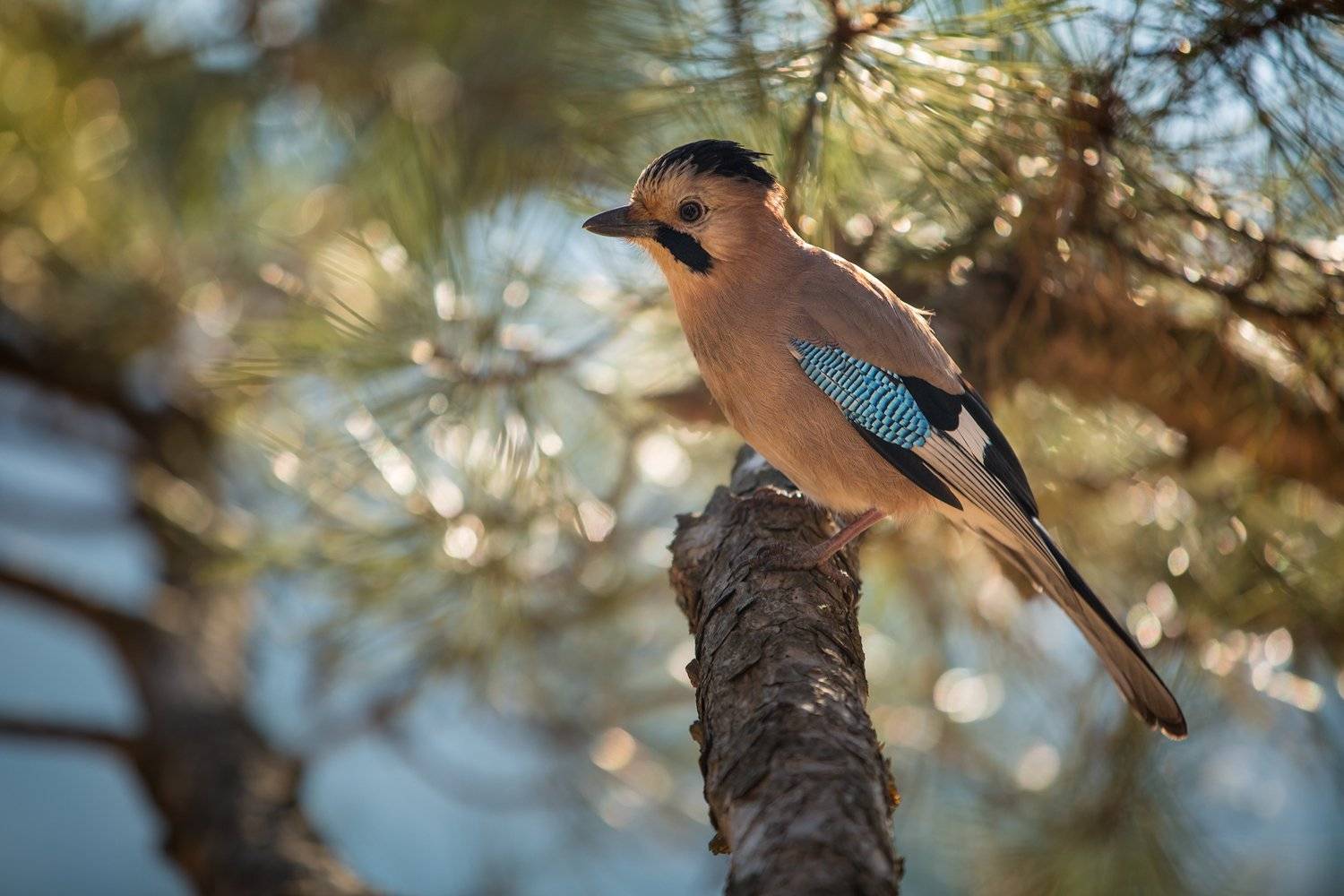 , Дмитрий Монастырский