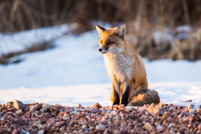Владивосток, Зима, Лиса, Снег, Солнце Лисичка в лучах заходящего солнца фото превью