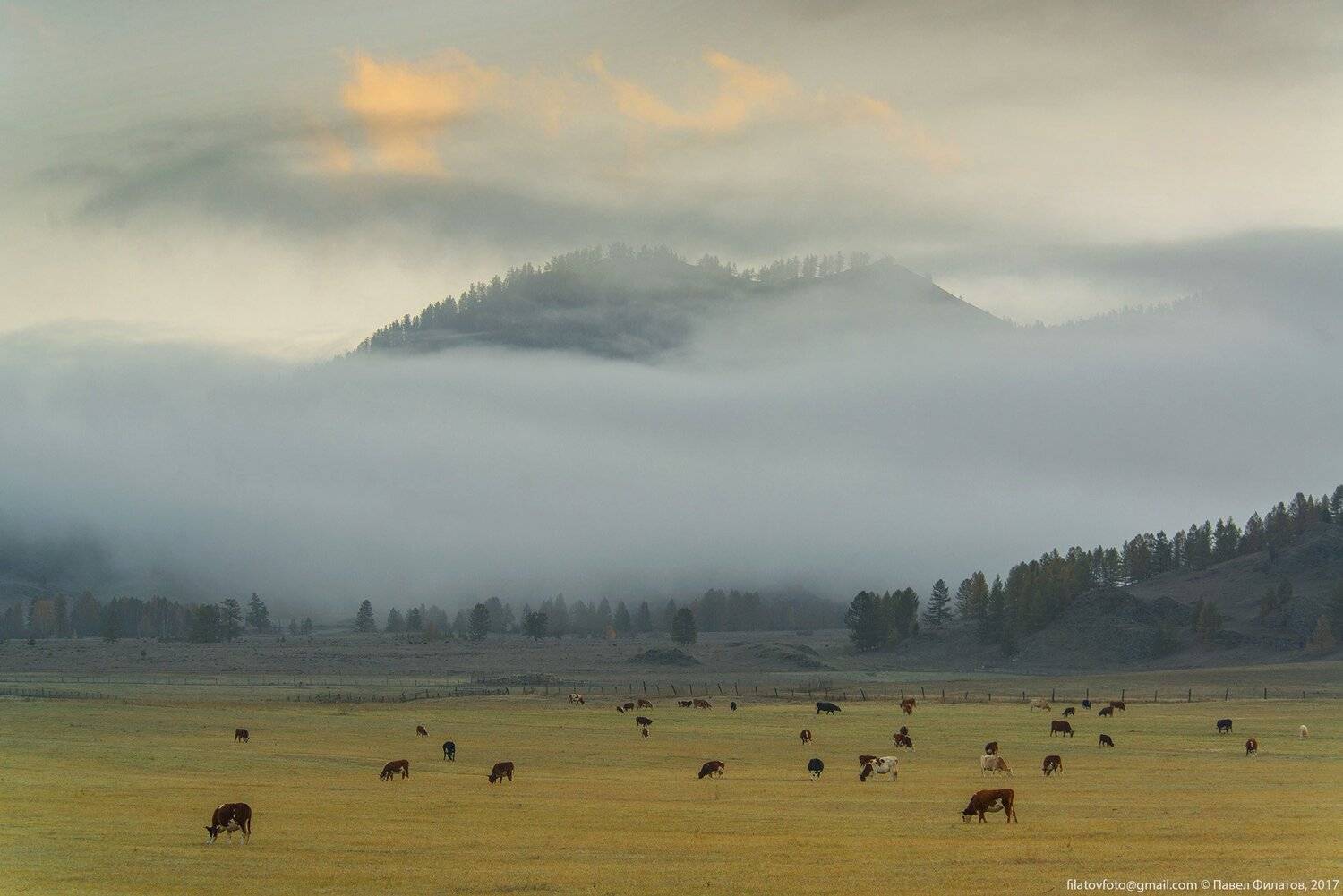 алтай, altai, сибирь, siberia, pavel filatov, павел филатов, усть-кан, утро, коровы, туман, рассвет, осень, fog, fall, autumn, morning, Павел Филатов