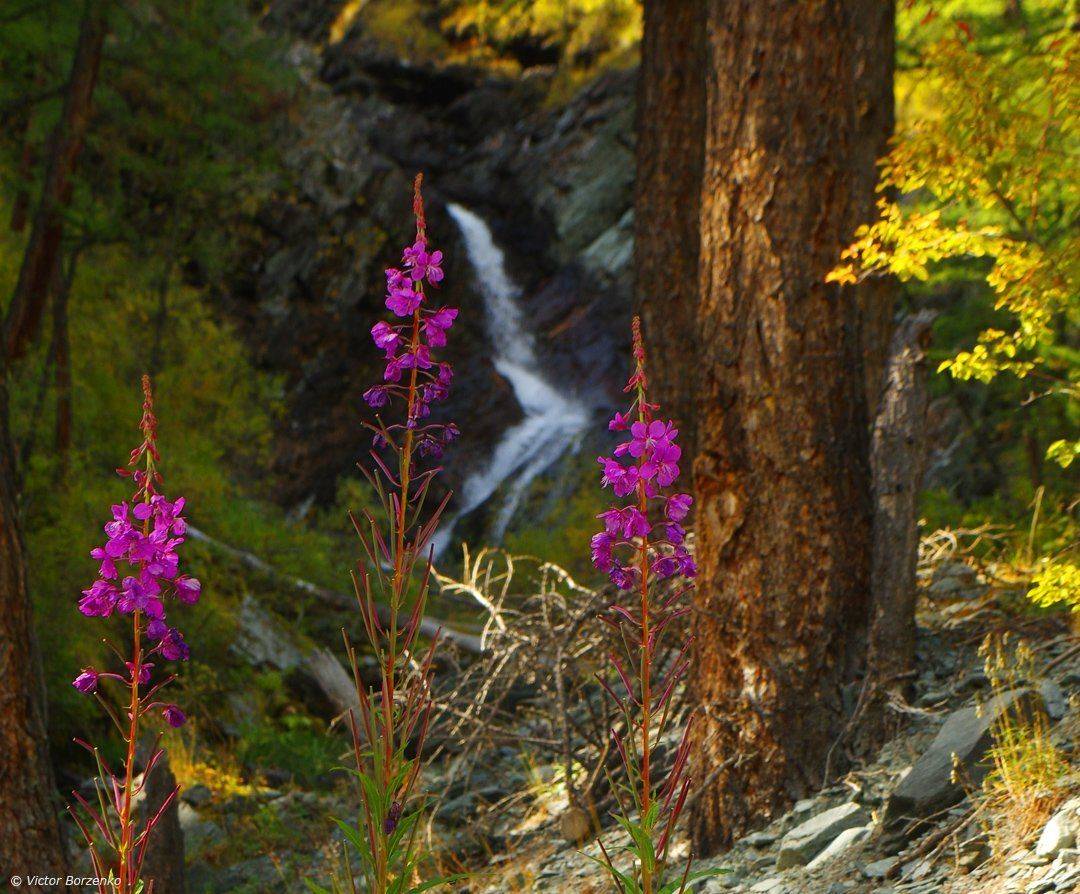 , Виктор Борзенко