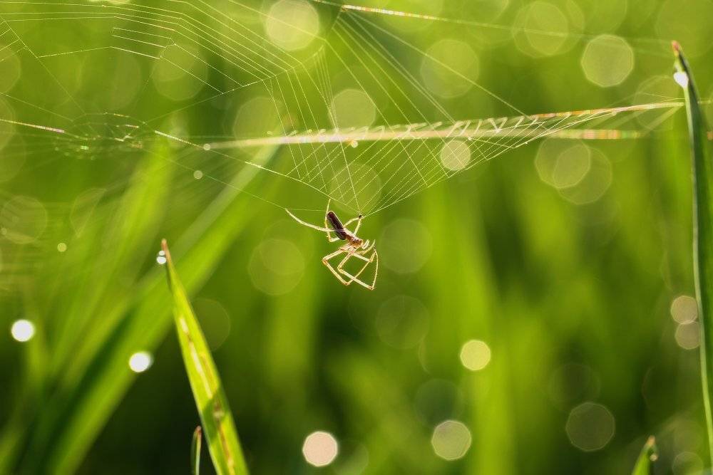 паук,паутина, Андрей Дитковский