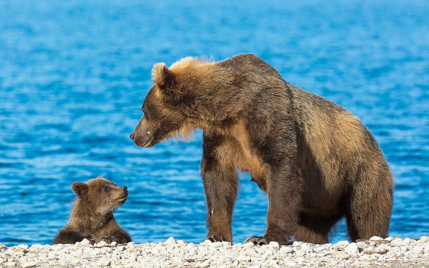 Медведь, Камчатка, Власов Егор