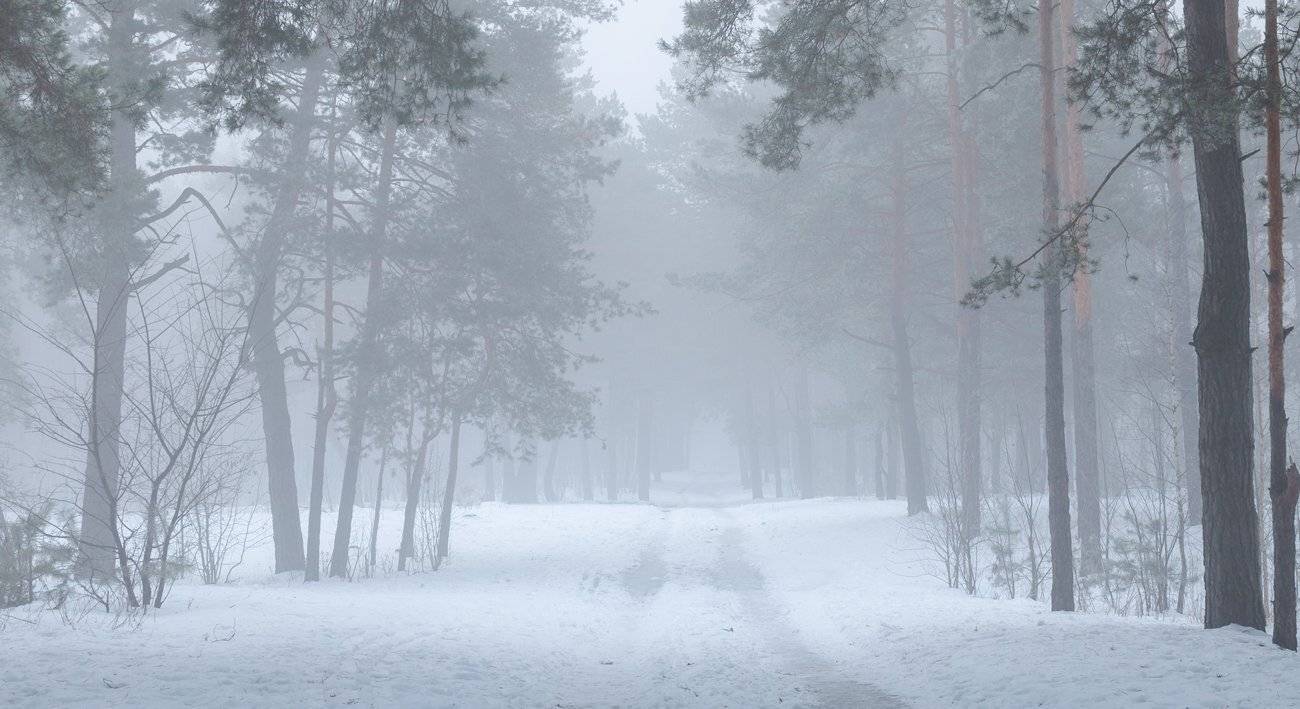 лес, зима, туман, Галанзовская Оксана