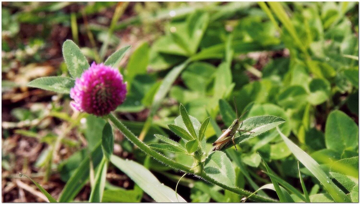 макро, кузнечик, первые лучи, осень., Александр Потапов