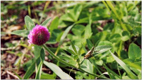 Под утренним солнцем!