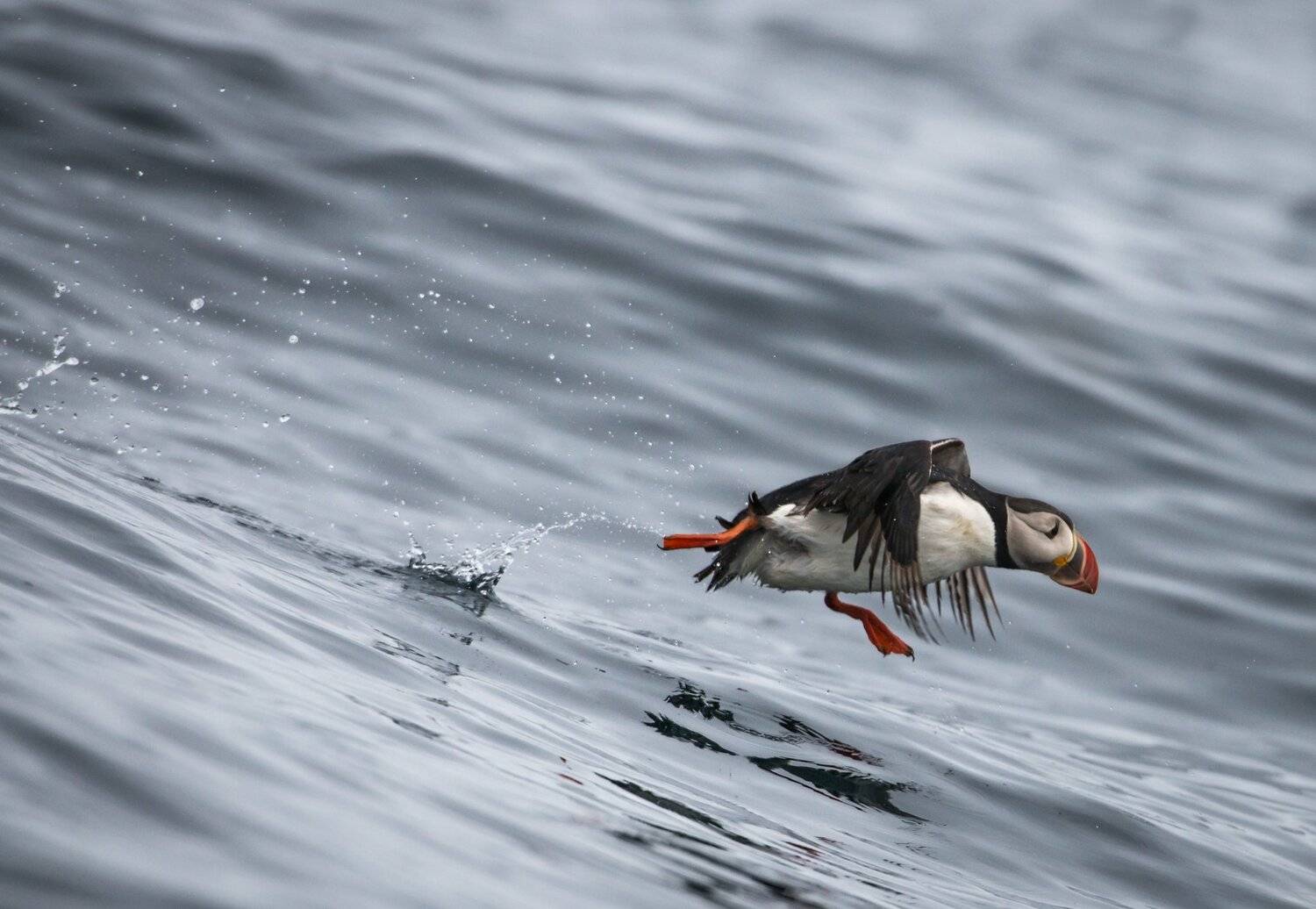 Norway, puffin, runway, Jarkko J&auml;rvinen