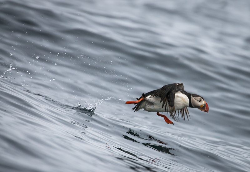 Norway, puffin, runway Puffin speeding фото превью
