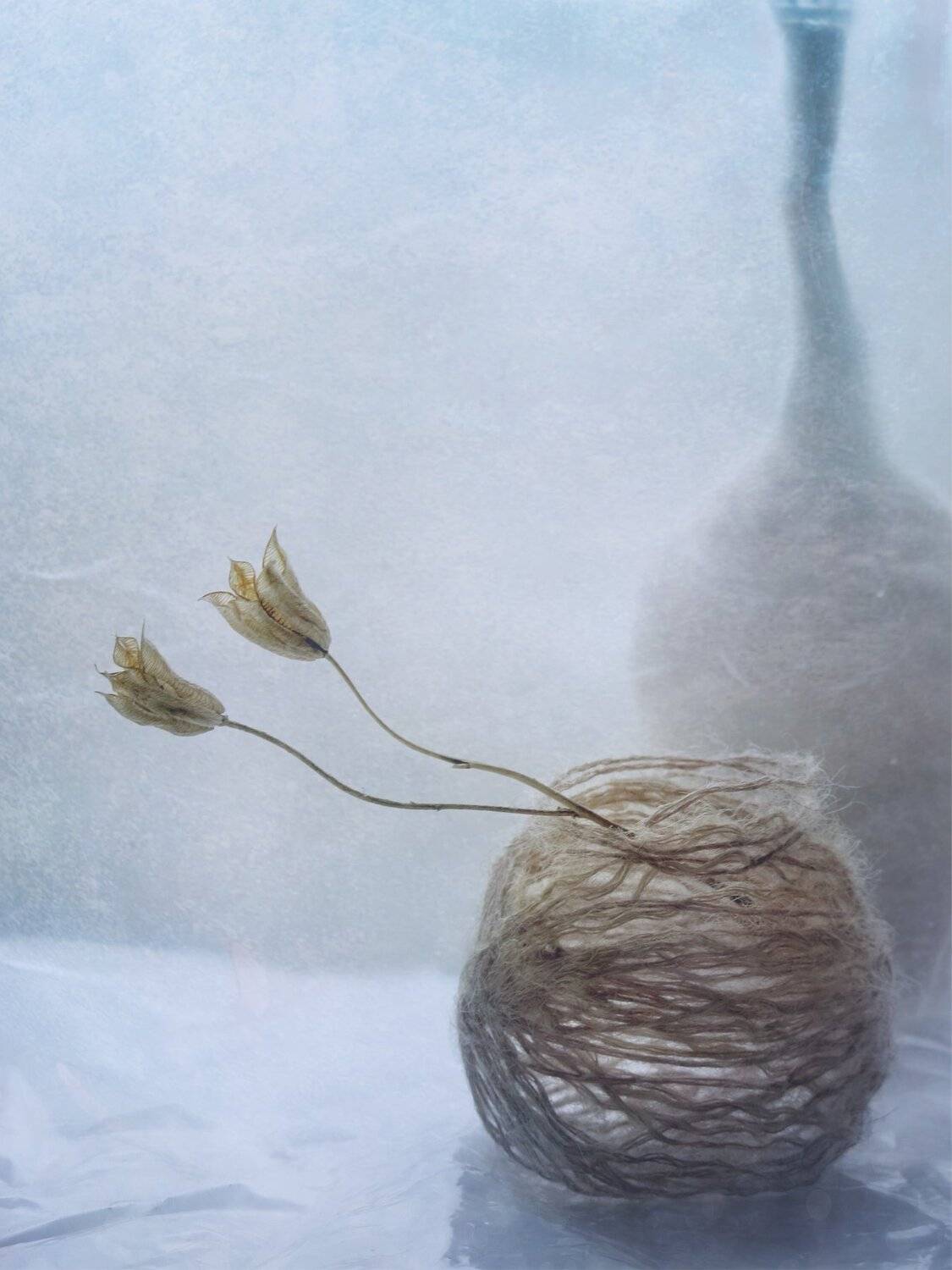 растение, природа, нитки,бутылка, натюрморт, Елена Лысенко