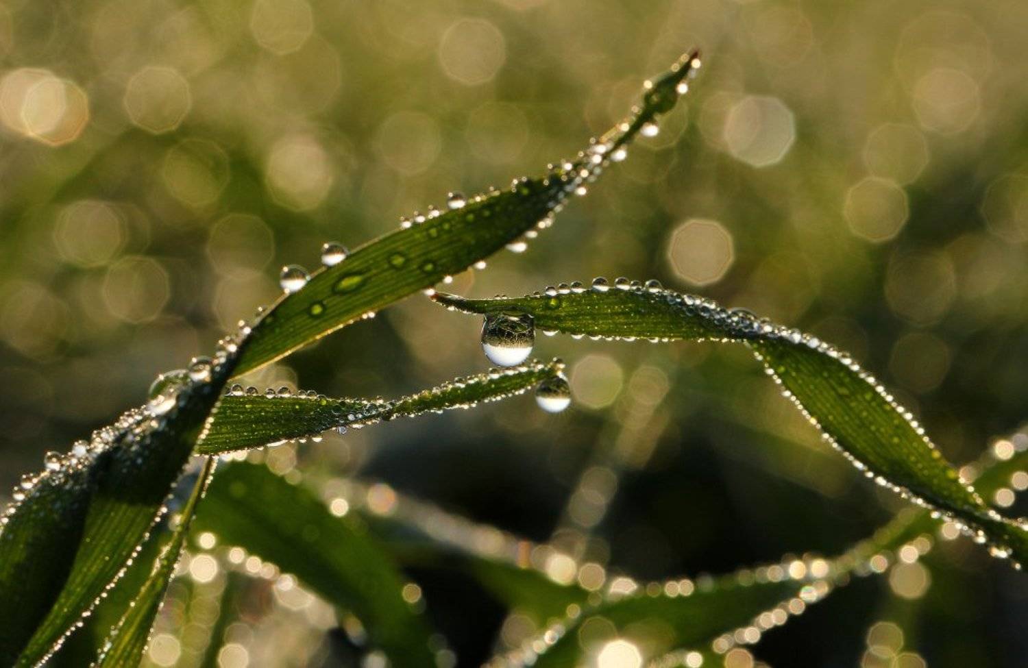 капли,макро,роса, Андрей Дитковский