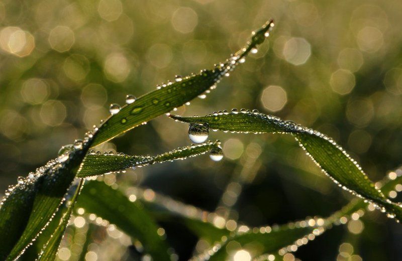 капли,макро,роса Ноябрьская роса фото превью