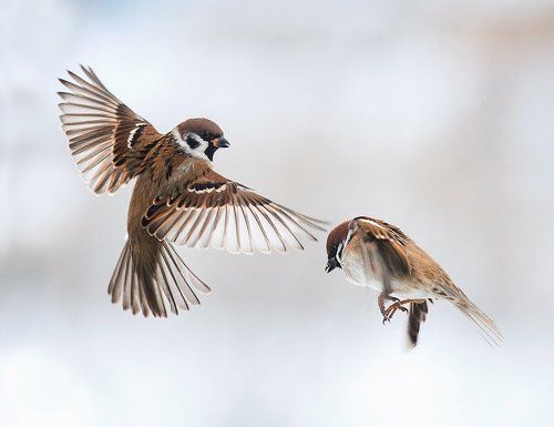 смотри, как надо летать