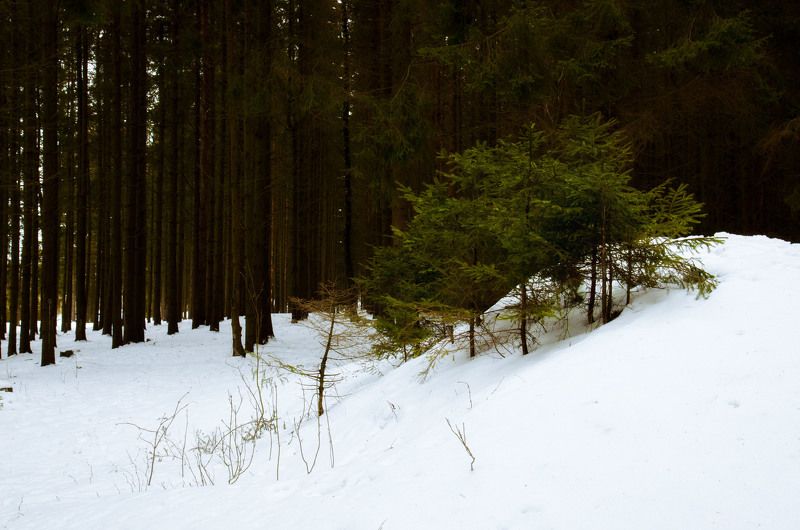 зима  фото превью