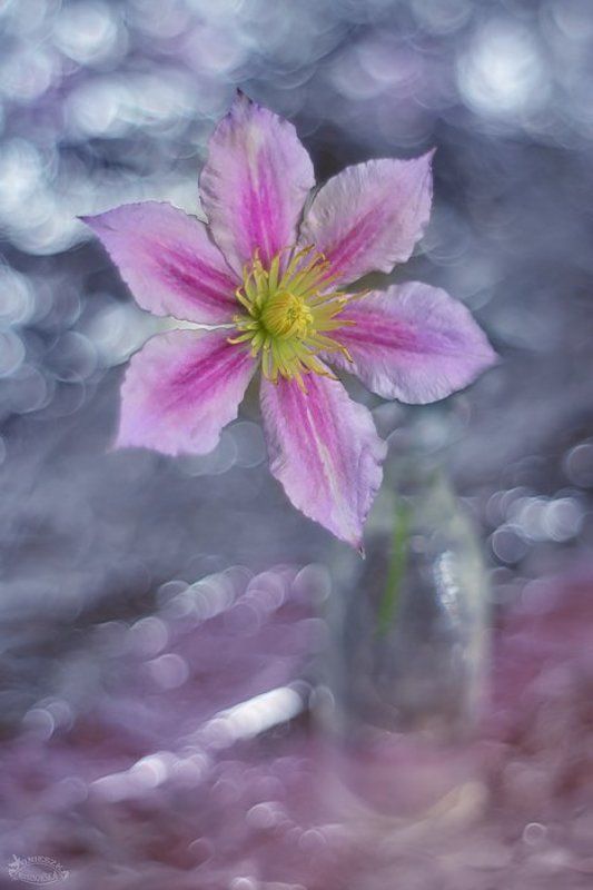 Zauroczenie фото превью